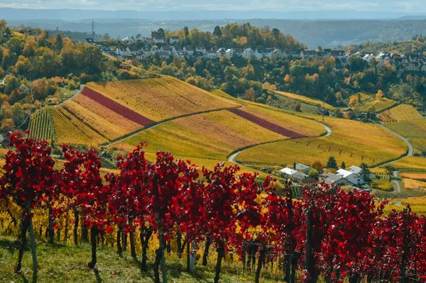 Vignoble vallée du Chili